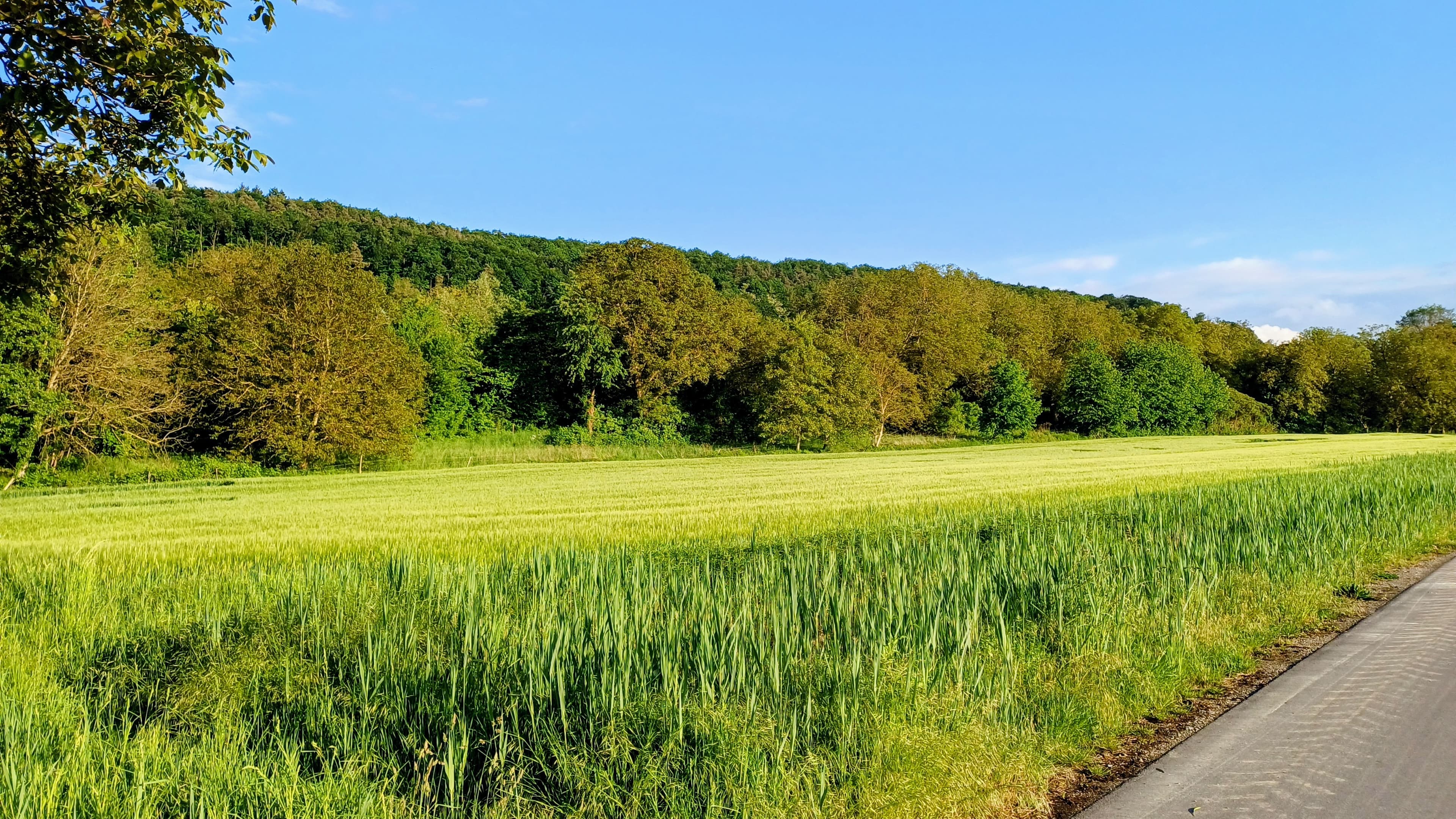 Feld im Frühling co Reuter